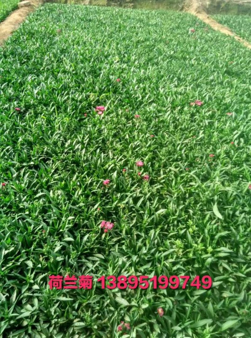 荷兰菊含盆