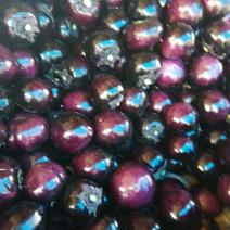 紫光圆茄大量上市中，精品包装，质业团队，欢迎新老客商光