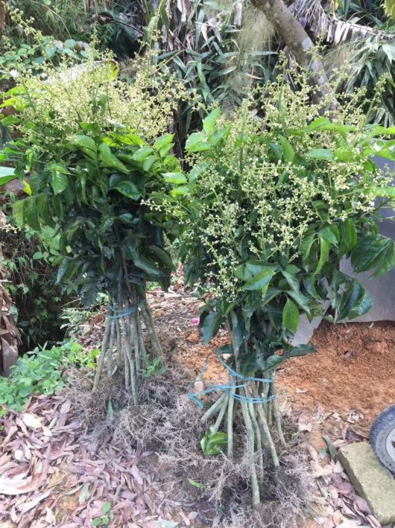 鸡心黄皮果苗50~80cm，优质苗木，高产，稳产
