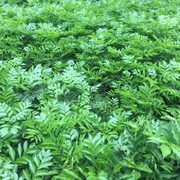 鸡心黄皮果苗50~80cm，优质苗木，高产，稳产