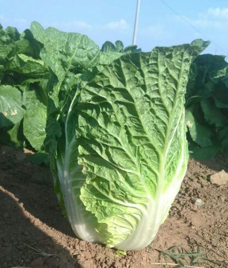 黄心大白菜，外表青秀，不烧边，不烧心，产地直供一手货源