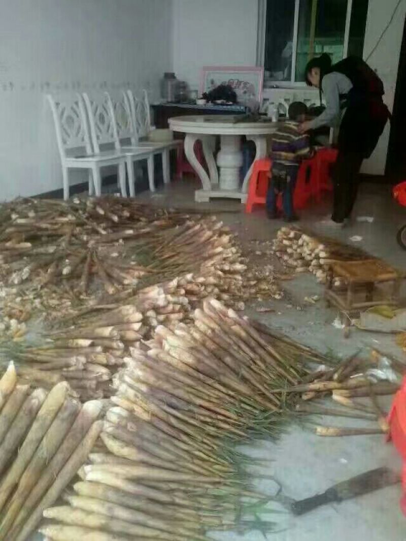 甜苦竹笋四川宜宾现挖新鲜产品