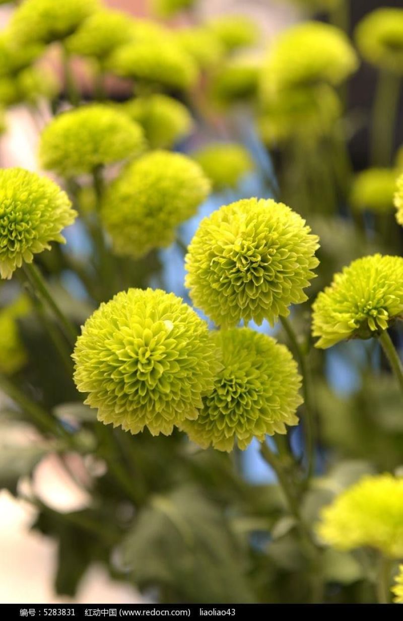 皇菊金丝皇菊