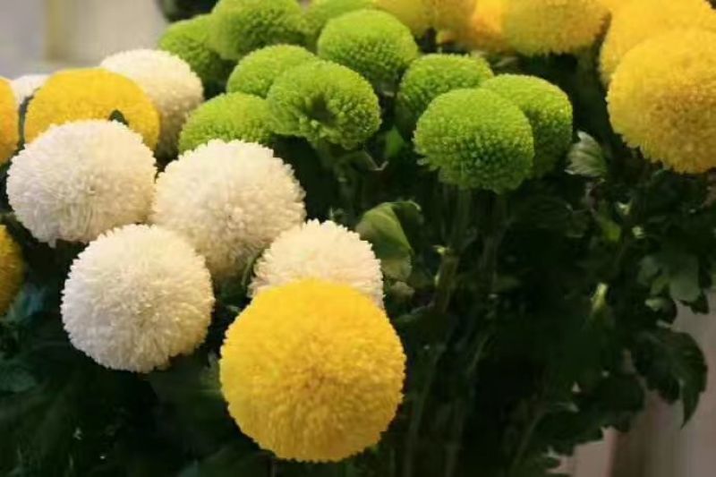 皇菊金丝皇菊