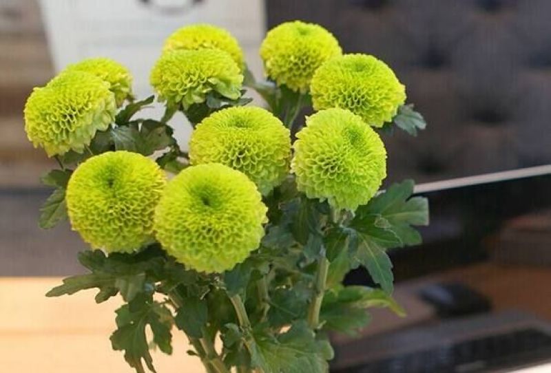 皇菊金丝皇菊