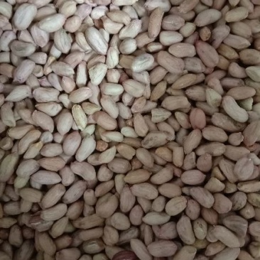 大粒花生米白皮一级