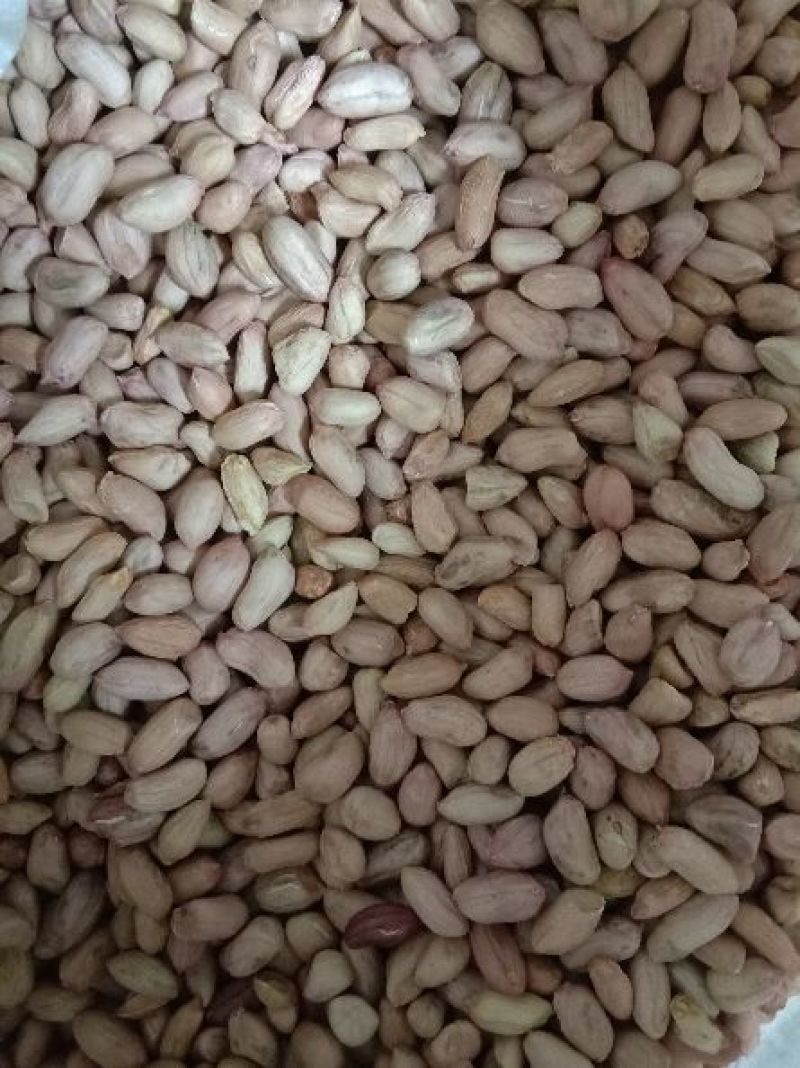 大粒花生米白皮一级