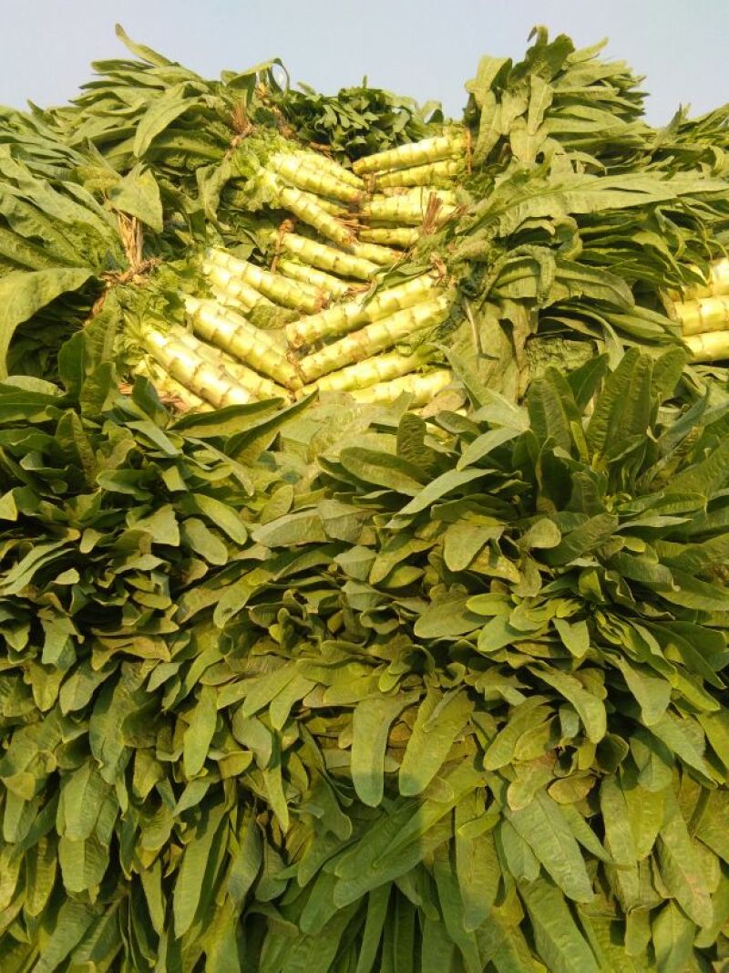 莴笋，绿皮绿莴笋尖叶实心，产地发货诚信经营