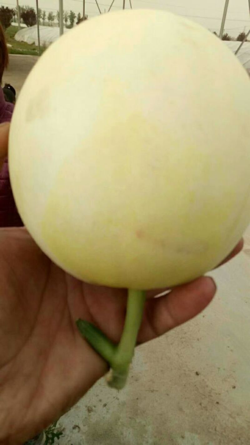 白皮白肉，小籽，108大量有货，产地直发。