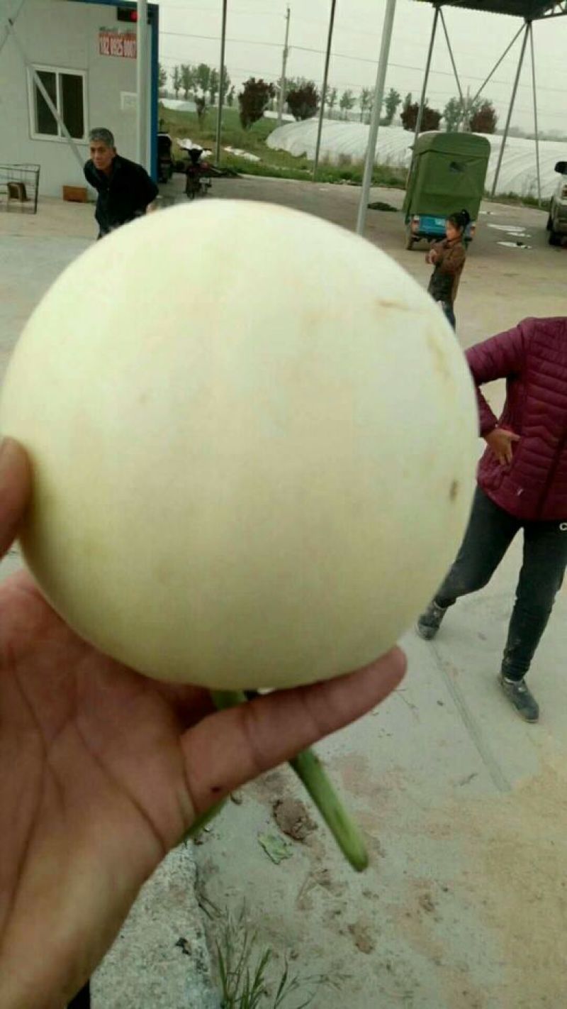 白雪甜瓜提供600平的场地
