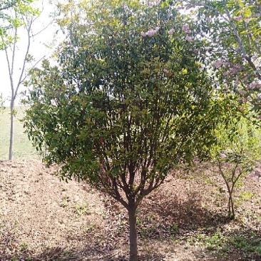 红叶石楠8~10cm8~10cm2.5~3米
