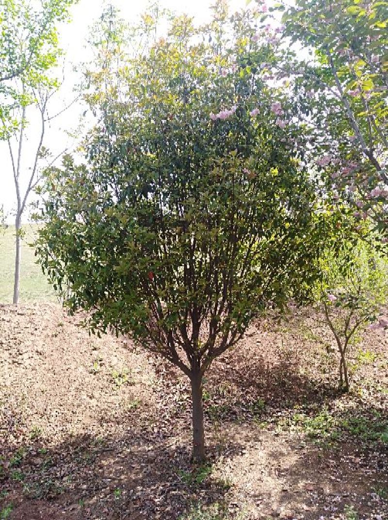 红叶石楠8~10cm8~10cm2.5~3米