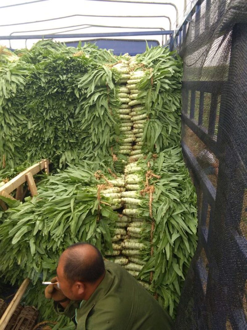 莴笋青皮莴笋尖叶实心1.5~2斤40~50cm