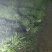 莴笋青皮莴笋尖叶实心1.5~2斤40~50cm