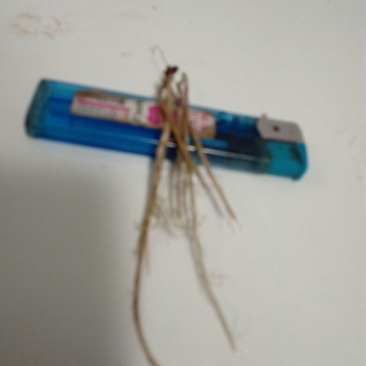 龙胆草