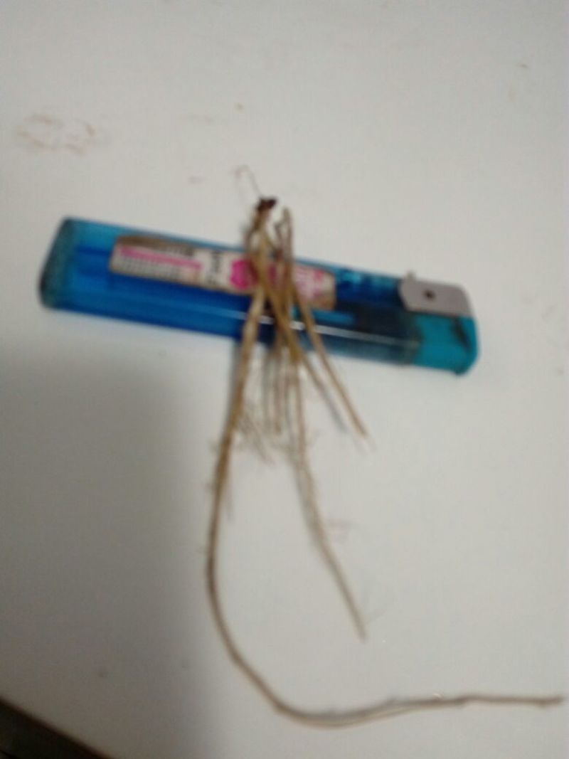 龙胆草