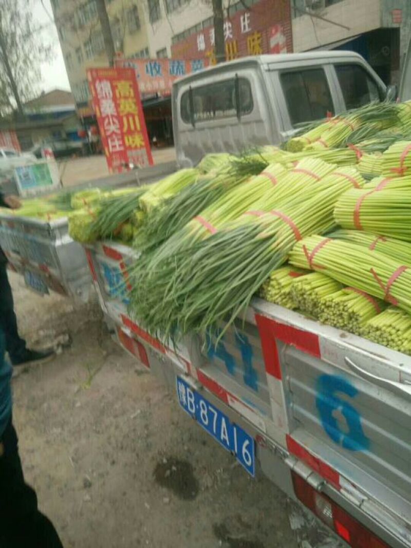 蒜薹通货30~40cm，质量优价格低，欢迎新老朋友联