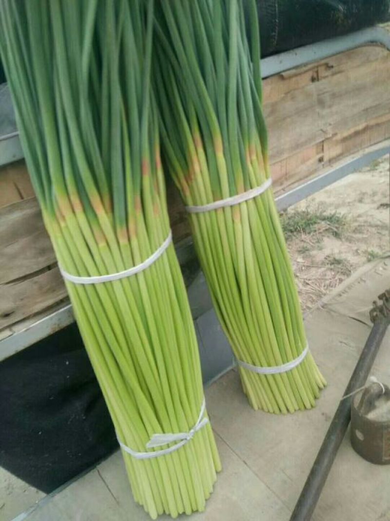 蒜薹通货30~40cm，质量优价格低，欢迎新老朋友联