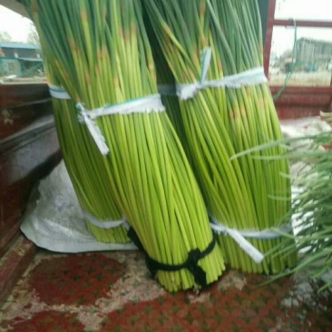 蒜薹通货30~40cm，质量优价格低，欢迎新老朋友联