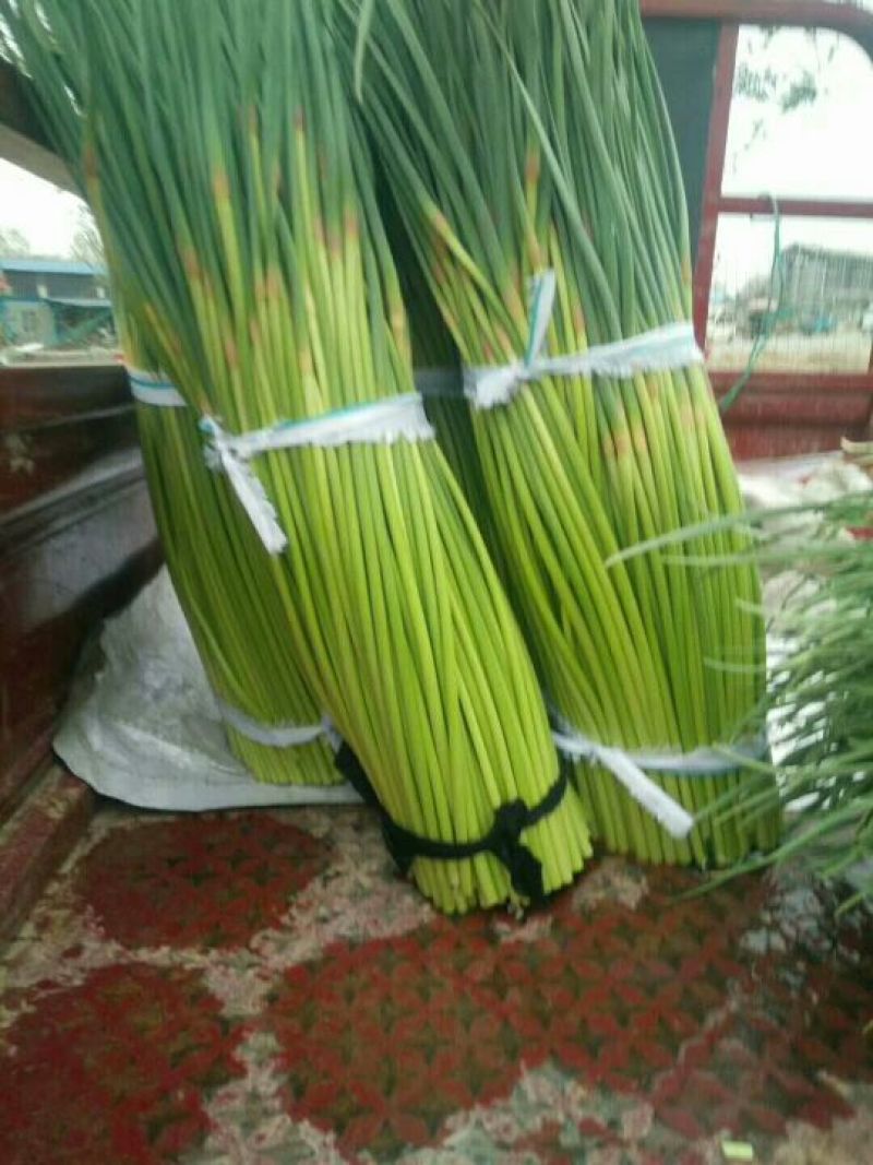 蒜薹通货30~40cm，质量优价格低，欢迎新老朋友联