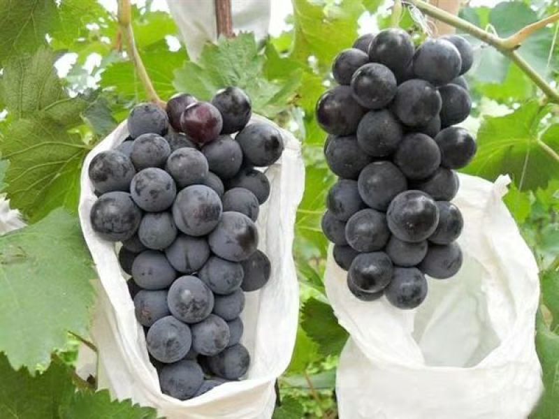 夏黑葡萄苗30cm以下1年