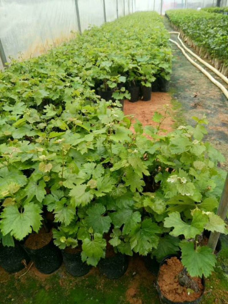 夏黑葡萄苗30cm以下1年