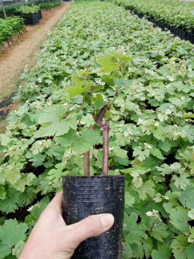 夏黑葡萄苗30cm以下1年