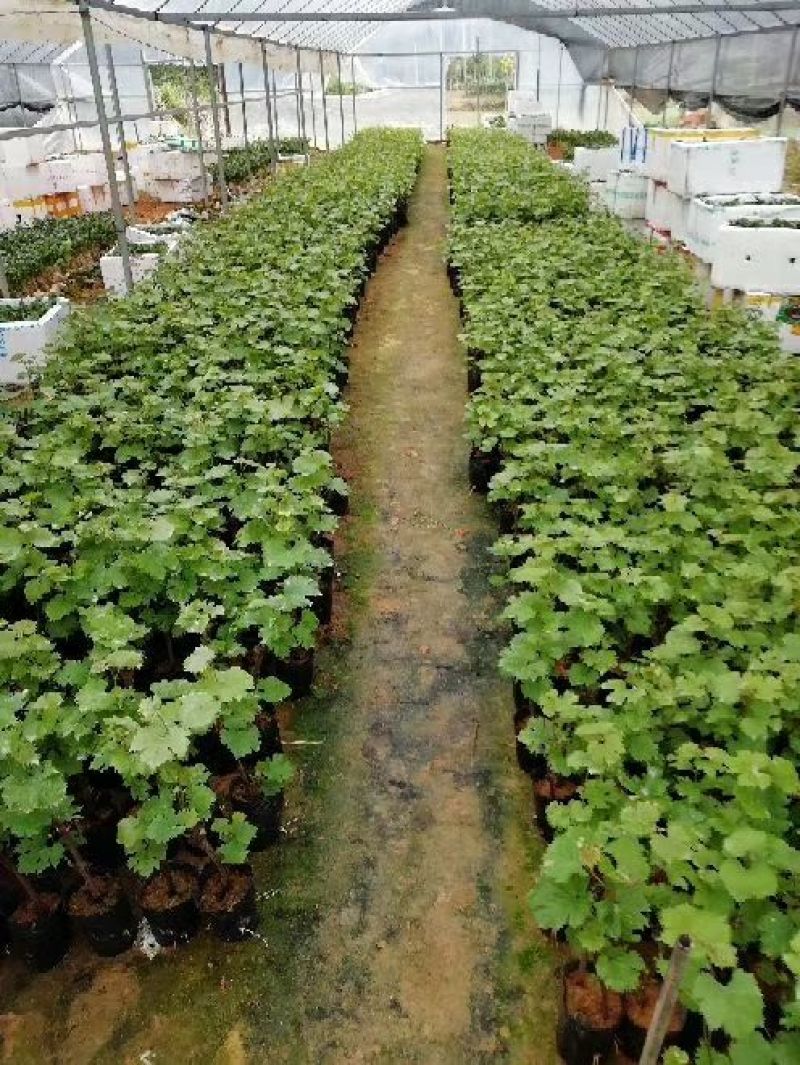 夏黑葡萄苗30cm以下1年