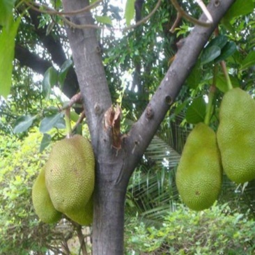 榴莲树苗30~50cm