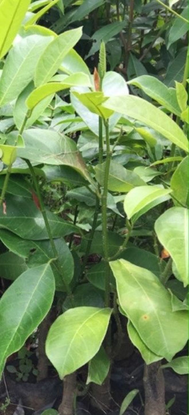 榴莲树苗30~50cm