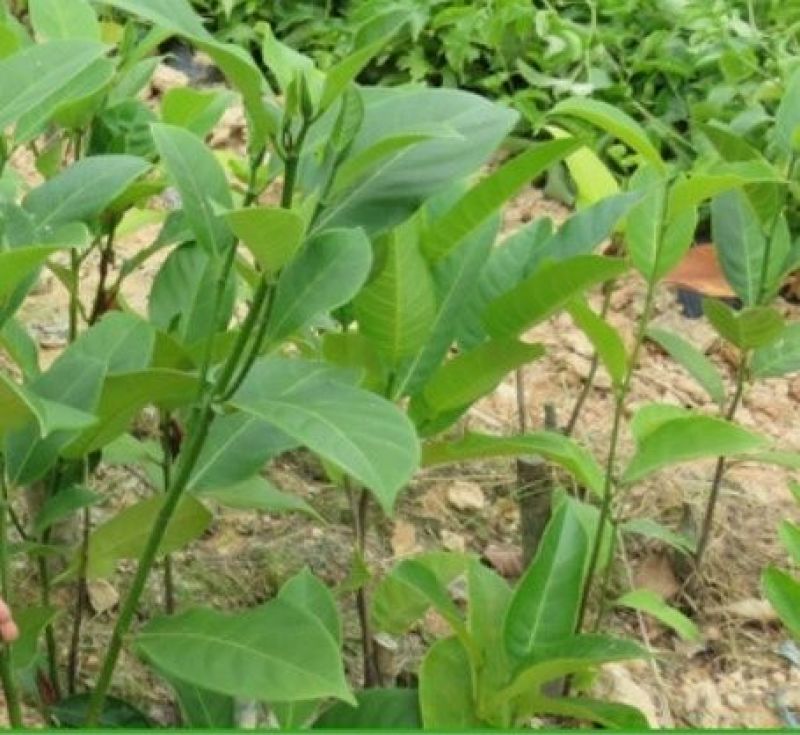 榴莲树苗30~50cm