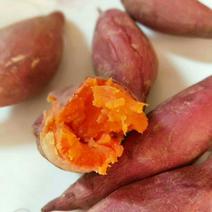 福建漳浦红薯-漳浦六鳌红薯西瓜红，对接各类商超市场