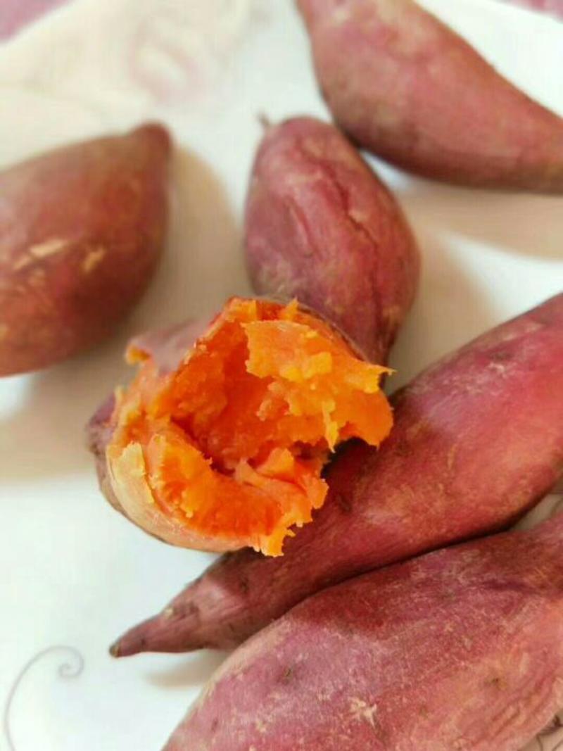 福建漳浦红薯-漳浦六鳌红薯西瓜红，对接各类商超市场