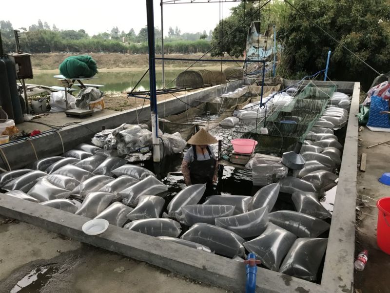 石斑鱼苗淡水石斑鱼鱼苗产地直供量大价优