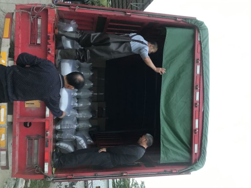 石斑鱼苗淡水石斑鱼鱼苗产地直供量大价优