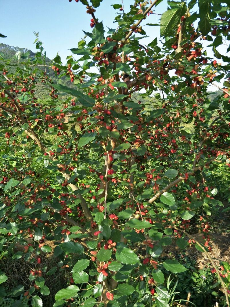 台湾四季果桑苗60~80cm
