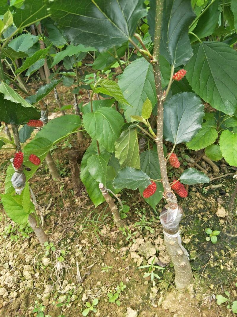 台湾四季果桑苗60~80cm