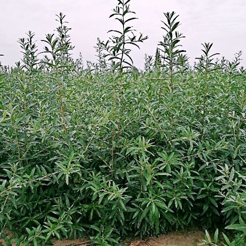 沙棘苗20公分起步