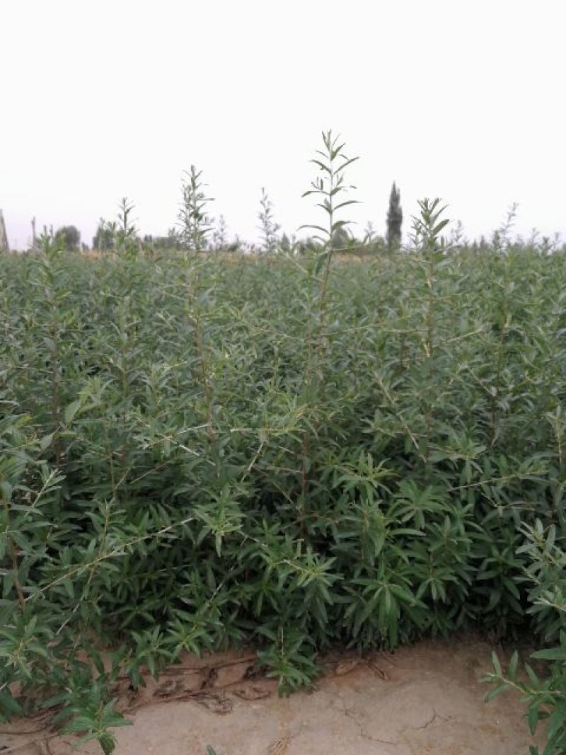 沙棘苗20公分起步