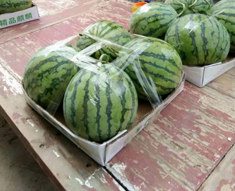 8424西瓜优质货源大量供货中诚信合作场地大