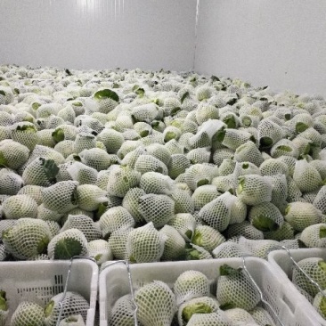 铁头圆白菜0.8~1.2公斤精品