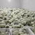 铁头圆白菜0.8~1.2公斤精品