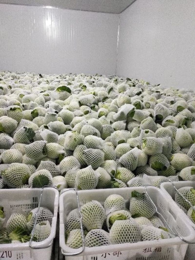 铁头圆白菜0.8~1.2公斤精品