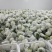 铁头圆白菜0.8~1.2公斤精品