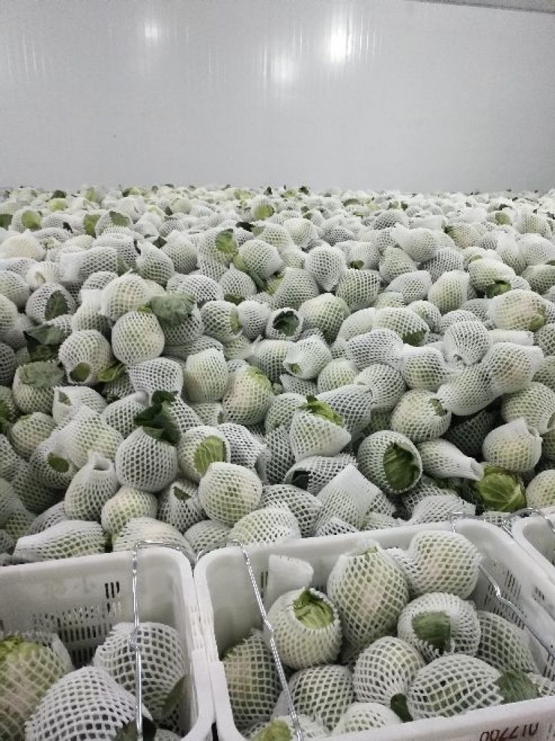 铁头圆白菜0.8~1.2公斤精品