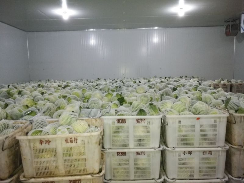 铁头圆白菜0.8~1.2公斤精品