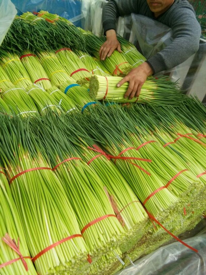 【精品】蒜薹，中牟红帽蒜苔60~70，产地货源，欢迎采购