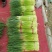 【精品】蒜薹，中牟红帽蒜苔60~70，产地货源，欢迎采购