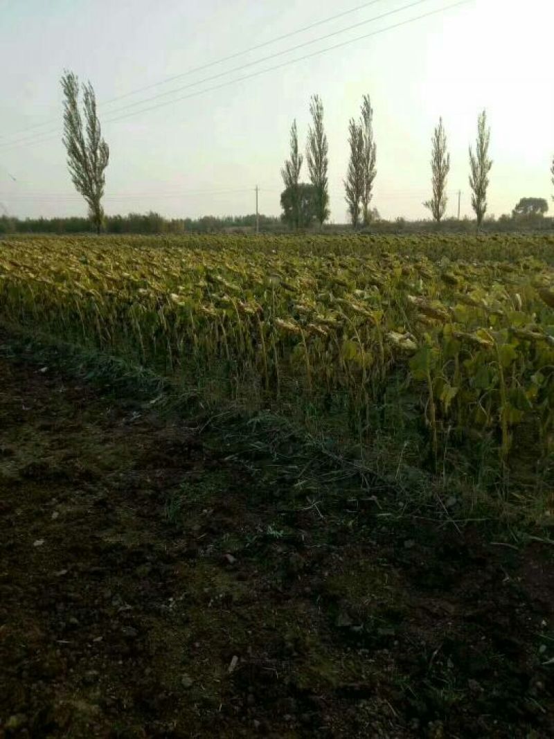 葵花籽油