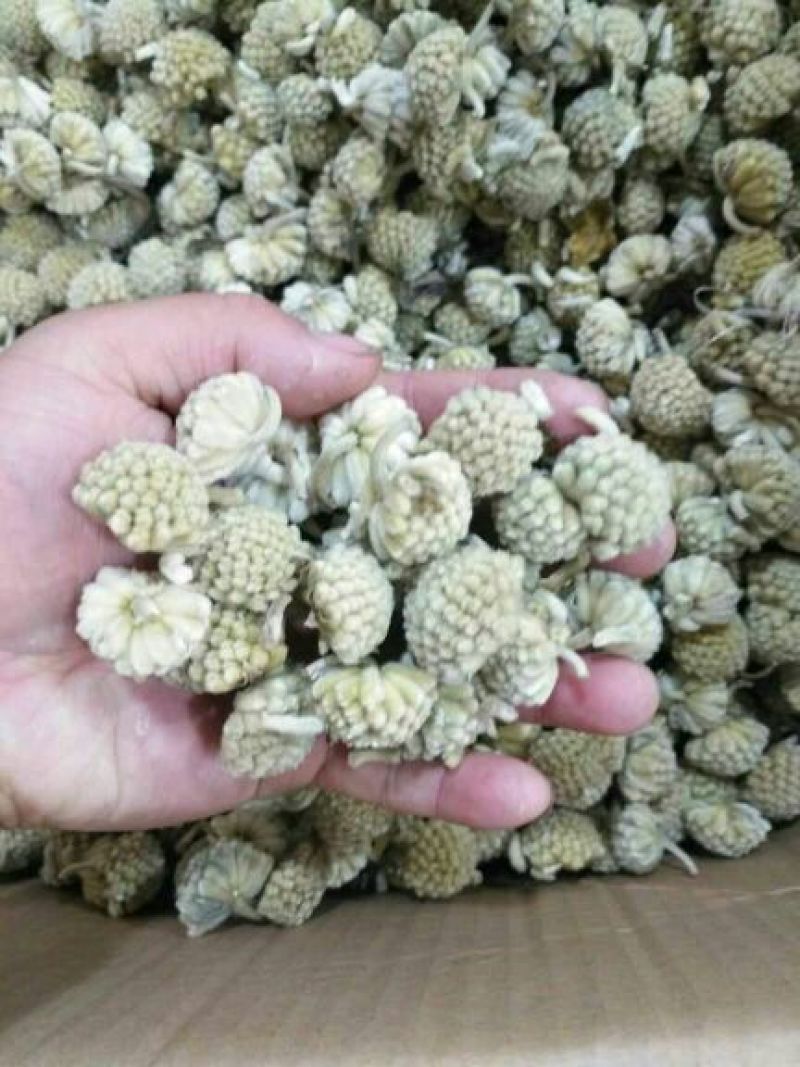 绿萝花西藏1公斤起批无硫无添加不包邮正品